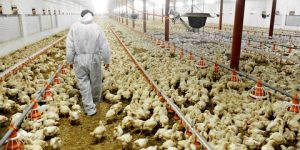 سطيف.. تسوية وضعية أكثر من 1500 مربي دواجن