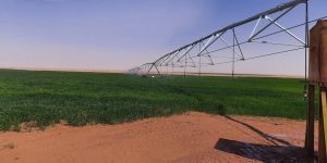 النعامة.. ألاف الهكتارات لانعاش الزراعات الإستراتيجية 