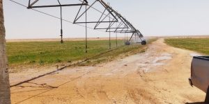 10 آلاف هكتار للإستثمار الفلاحي بالنعامة