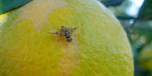 ذبابة البحر الأبيض تهدد محاصيل الحمضيات بالعاصمة