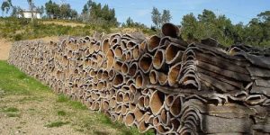 ميلة.. تحقيق إنتاج معتبر من مادة الفلين