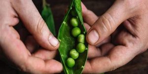 صحتنا في غذائنا.. هل يمكن تناول البازلاء النيئة؟