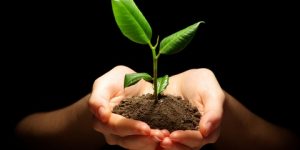 الكلمة الطيبة