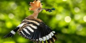 سنريهم آياتنا في الآفاق.. الإعجاز في قصة الهدد