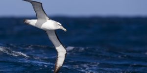 سنريهم آياتنا في الآفاق.. الإعجاز في تشابه النوم عند الإنسان والحيوان