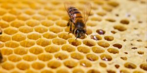 سنريهم آياتنا في الآفاق.. علاج مرض السكري بمنتجات النحل
