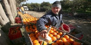 الشلف.. تراجع إنتاج الحمضيات بسبب الظروف المناخية