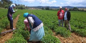 معسكر: تسخير قرابة 240 عون لتجسيد عملية الإحصاء العام للفلاحة