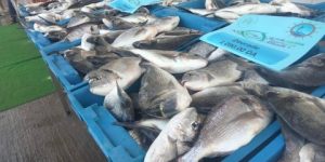 عين تموشنت.. تحقيق إنتاج قياسي من السمك 