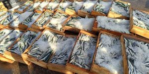 توقع إنتاج 12 ألف طن من الأسماك نهاية 2023 بسكيكدة