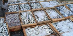 بومرداس.. إنتاج حوالي 6400 طن من الأسماك خلال سنة 2023