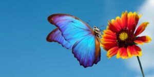 سنريهم آياتنا في الآفاق.. من أجمل الحشرات