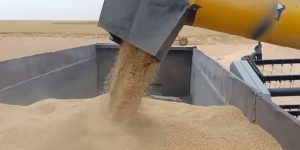 برسم الموسم الفلاحي الجاري.. إنتاج قرابة 58 ألف قنطار بولاية غرداية