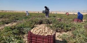 غرداية.. جني 6000 قنطار من الفول السوداني برسم الموسم الحالي