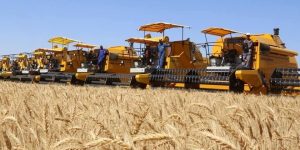 أدرار.. توقع إنتاج 1.5مليون قنطار من الحبوب