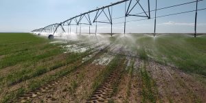 الديوان الوطني للأراضي الفلاحية يطلق التسجيلات للاستثمار في 10 آلاف هكتار بولاية النعامة