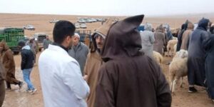تبسة.. إعادة فتح أسواق بيع المواشي مع اشتراط تدابير وقائية 