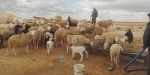 سعيدة.. إعادة فتح سوقي الماشية الأسبوعيين