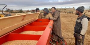 معسكر.. الفلاحون يستفيدون من 40 ألف قنطار من بذور الحبوب 