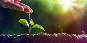 اغرس ولا تيأس