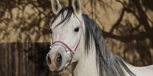 سنريهم آياتنا في الآفاق.. الخيل