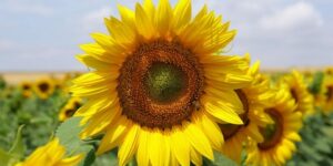 سنريهم آياتنا في الآفاق.. غبار الطلع