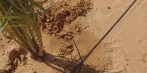 تيميمون.. نحو إطلاق مشروع لغرس 450 ألف نخلة آفاق 2026