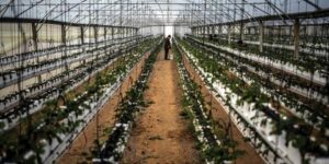 تيبازة.. تجربة جديدة لزراعة الريحان والفراولة والتوت باستعمال تقنيات حديثة