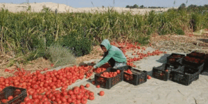 الوادي.. إنتاج حوالي 2.5 مليون قنطار من الطماطم الحقلية