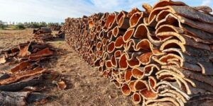 تيسمسيلت : إنتاج أزيد من 344 قنطار من الفلين