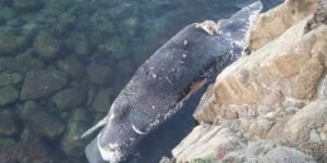 سكيكدة.. نفوق حوت من نوع “العنبر” بمنطقة راس الحديد بالمرسى