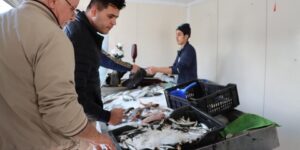 تسويق سمك السردين بـ 500 دج في عنابة