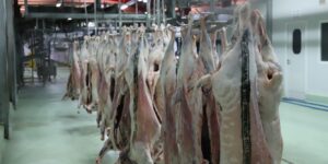 مستغانم.. إنتاج ما يفوق 126 ألف قنطار من اللحوم الحمراء والبيضاء