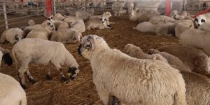 وزارة النقل تعلن عن استقبال مليون رأس من الأضاحي قبل نهاية ماي القادم