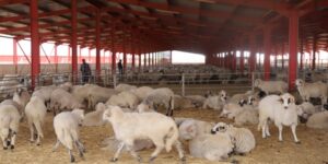 جمعيات: استيراد مليون رأس من الأضاحي قرار هام لفائدة المواطن ولحماية الثروة الحيوانية