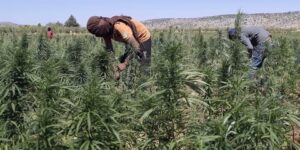 أغلب من تحصلوا على تراخيص زراعة القنب الهندي في المغرب هم مستثمرون صهاينة!