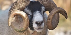 مشروعية الأضحية.. ترك الأضحية لغير عذر