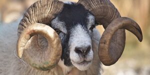 مشروعية الأضحية.. شراء الأضحية للمفاخرة والمباهاة