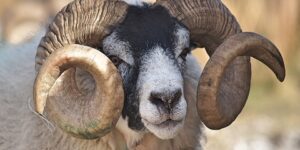 مشروعية الأضحية.. من ماتت أضحيته قبل العيد