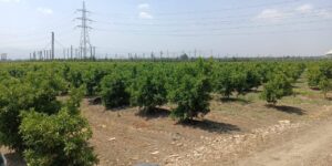 عين الدفلى.. ربط 144 مستثمرة فلاحية بشبكة الكهرباء