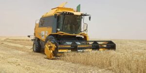 توقع إنتاج قياسي من الحبوب بغرداية