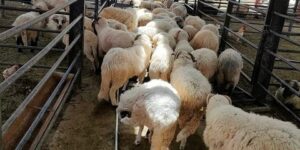 تنبيه هام حول اقتناء الأضاحي المستوردة ببومرداس