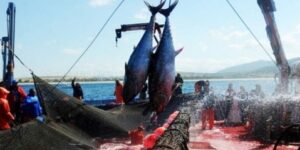 153 طنا حصة عنابة ضمن حملة صيد التونة الحمراء لسنة 2024