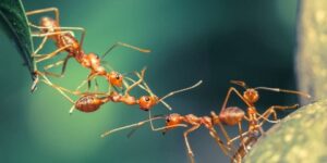 العلم والإيمان.. غزوات النمل