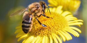 العلم والإيمان.. غبار الطلع