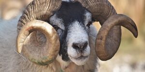 أحكام الأضحية.. ذكر كل نوع أفضل من أنثاه