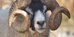 أحكام الأضحية.. كسر أسنان الأضحية