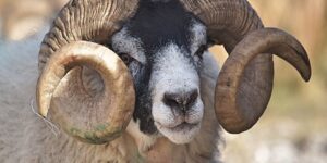 أحكام الأضحية.. الأضحية المصابة بأمراض داخلية