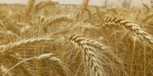 الوادي.. رهان متزايد على زراعــة الــتريتيكال