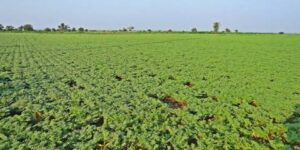 الشلف.. زراعة أزيد من 2400 هكتار من المساحات الفلاحية بالحمص